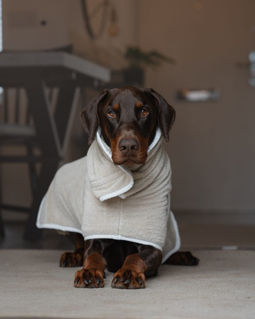 Manteau De Séchage Pour Chien Twyzzle